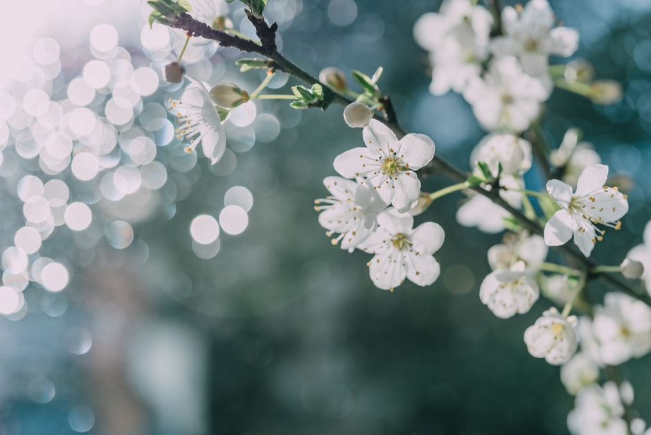Beautiful close-up of white blossoms on a branch against a blurred bokeh background, symbolizing spring.