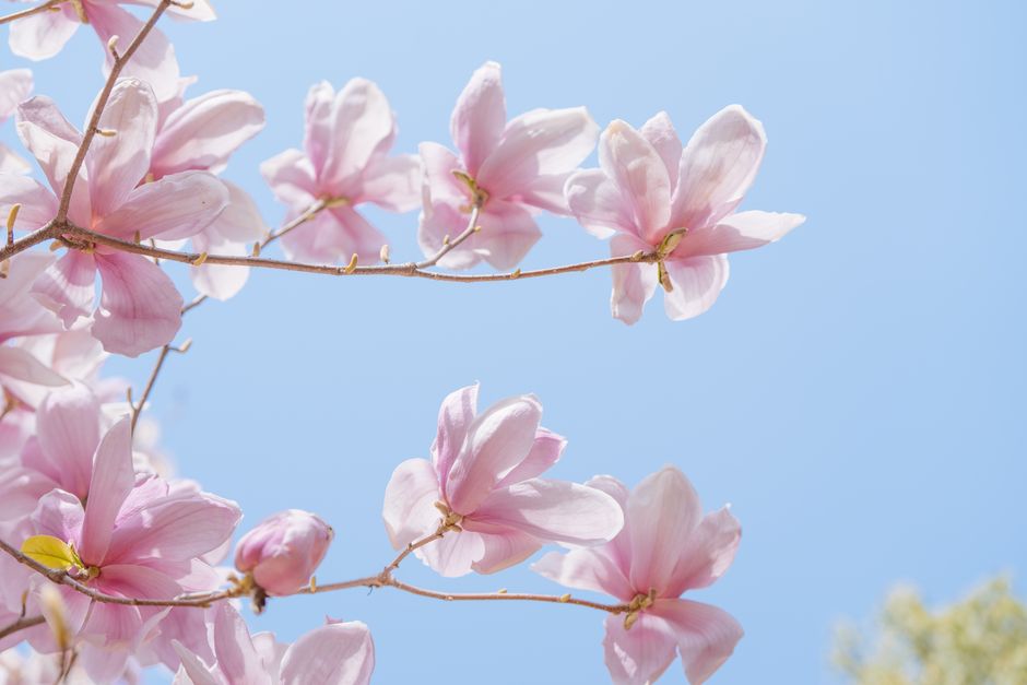 Delicate magnolia flowers blooming against a clear blue sky, showcasing spring beauty.