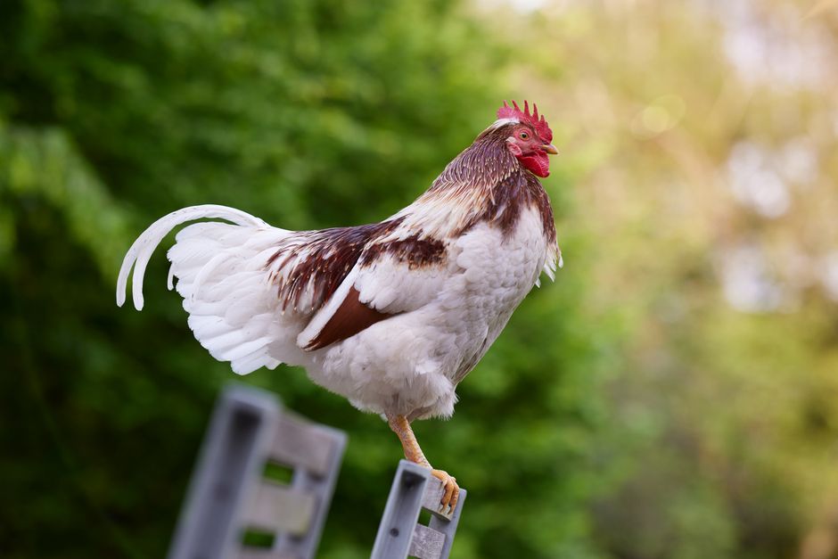 A vibrant rooster perched outdoors, showcasing elegant plumage in natural sunlight.